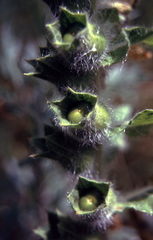 Hyoscyamus albus