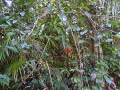 Cordyline cannifolia