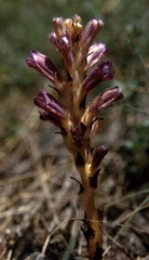 Phelipanche arenaria