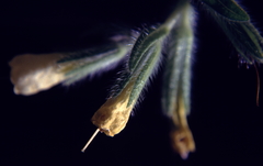 Onosma pseudoarenaria