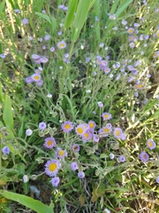 Erigeron quercifolius