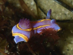 Felimida macfarlandi