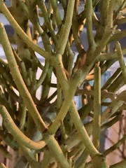 Euphorbia tirucalli
