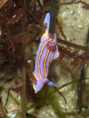 Felimida macfarlandi