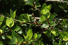 Salix kazbekensis
