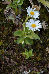 Celmisia hieraciifolia