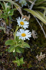 Celmisia hieraciifolia