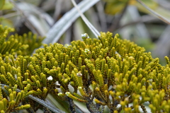 Veronica tetragona subsimilis