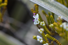 Veronica tetragona subsimilis