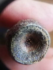 Eucalyptus leucoxylon megalocarpa