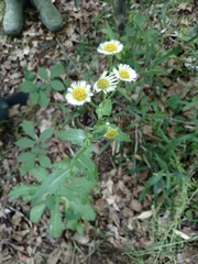 Erigeron pulchellus