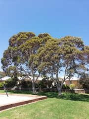Eucalyptus leucoxylon megalocarpa