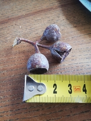 Eucalyptus leucoxylon megalocarpa