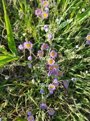 Erigeron quercifolius