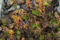 Chaerophyllum colensoi