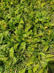 Leptinella plumosa
