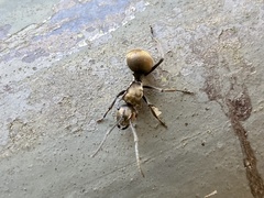 Polyrhachis vigilans