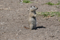 Urocitellus beldingi