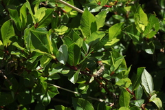 Salix kazbekensis