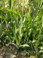 Erigeron quercifolius