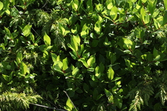 Salix kazbekensis