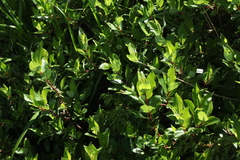 Salix kazbekensis