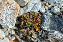 Chaerophyllum colensoi