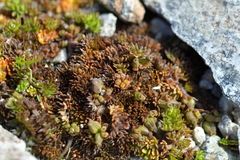Chaerophyllum colensoi