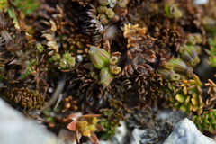Chaerophyllum colensoi