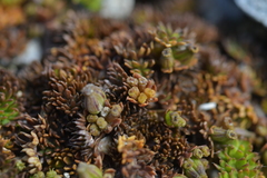 Chaerophyllum colensoi