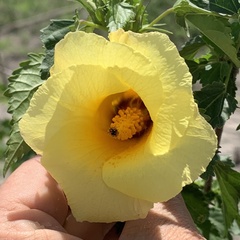 Hibiscus dongolensis