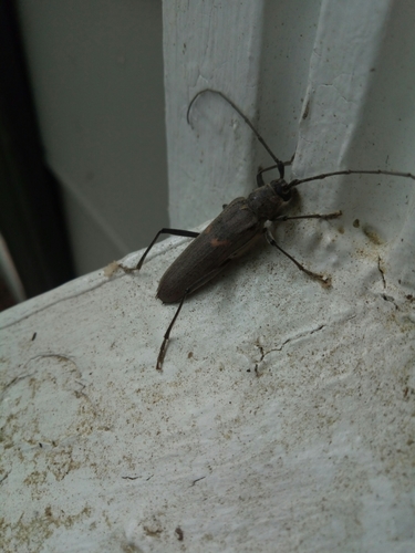 Knulliana cincta