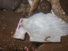 Crassadoma