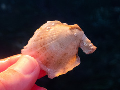 Crassadoma