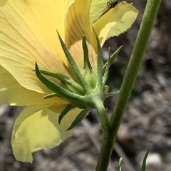 Hibiscus dongolensis