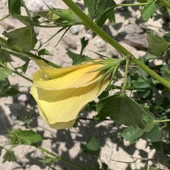 Hibiscus dongolensis