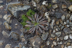 Plantago unibracteata