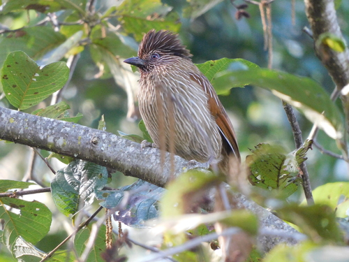 Striated Laughingthrush (Grammatoptila striata), photo 5