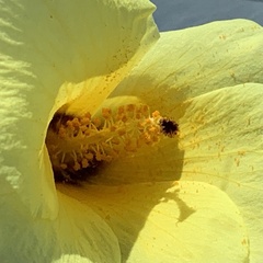 Hibiscus dongolensis