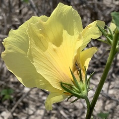 Hibiscus dongolensis