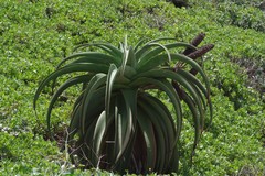 Aloe thraskii