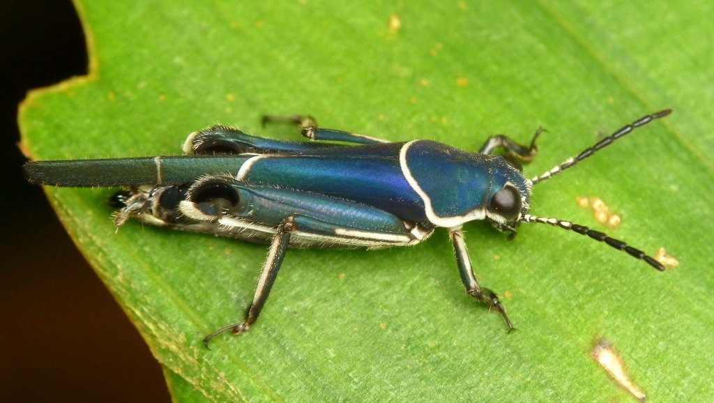 Ripipteryx