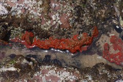 Hymeniacidon perlevis