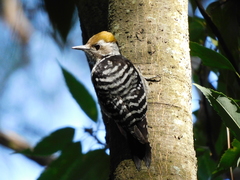 Dendrocoptes auriceps