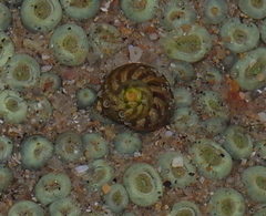 Oxystele