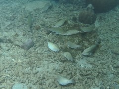 Siganus spinus