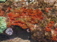 Hymeniacidon perlevis