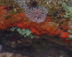 Hymeniacidon perlevis