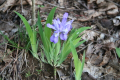 Iris cristata