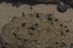 Eudistoma caeruleum